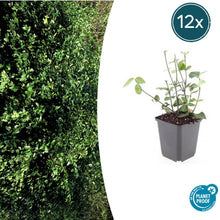Buitenplant 12x Euonymus fortunei 'Coloratus' - Pot Ø 9cm Hoogte ↕ 10-25cm