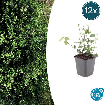 Buitenplant 12x Euonymus fortunei 'Coloratus' - Pot Ø 9cm Hoogte ↕ 10-25cm