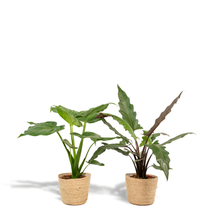 Kamerplant - Alocasia Cucullata + Alocasia Lauterbachiana - Met mand - Pot Ø 19cm