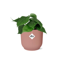 Kamerplant - Philodendron Scandens - Pot Ø 14cm