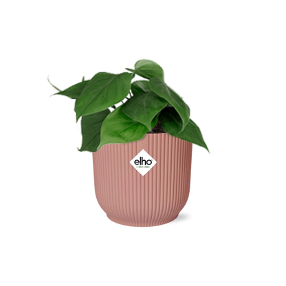 Kamerplant - Philodendron Scandens - Pot Ø 14cm