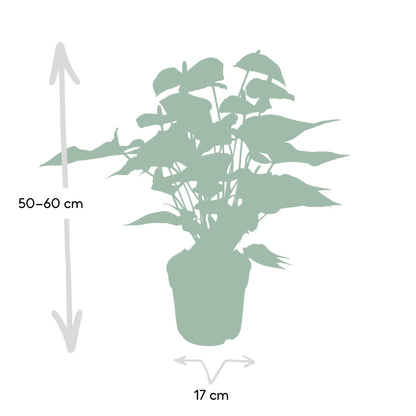 Kamerplant - Anthurium Red - Pot Ø 17cm Hoogte ↕ 55cm