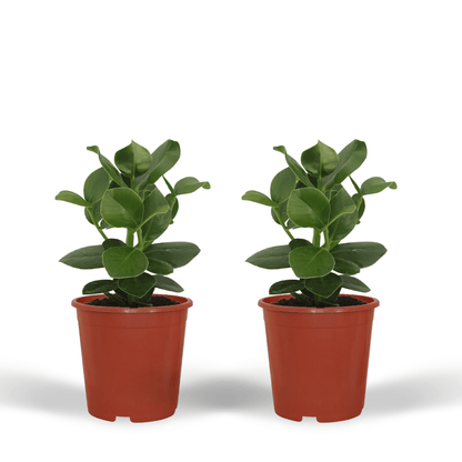 Kamerplant 2x Clusia Princess - Handtekeningboom - Pot Ø 12cm Hoogte ↕ 15cm