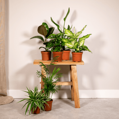 Kamerplant 6x Verrassingsbox - Pot Ø 12cm Hoogte ↕ 25cm