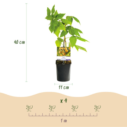 Buitenplant 2x Framboos Rubus idaeus 'Fallgold' - Gele Framboos, Herfstdragend, Winterhard - Pot Ø 11cm Hoogte ↕ 40cm