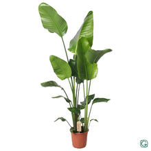 XL kamerplant - Strelitzia Nicolai - Pot Ø 21cm Hoogte ↕ 130cm