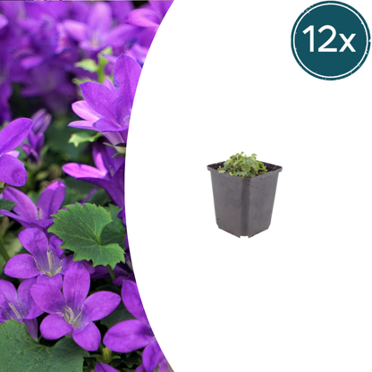 Buitenplant 12x Campanula portenschlagiana - Bloeiend - Pot Ø 9cm Hoogte ↕ 10-25cm