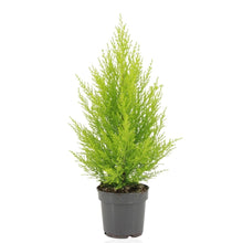 Kamerplant - Cupressus Macrocarpa Goldcrest Wilma - Pot Ø 14cm Hoogte ↕ 55cm
