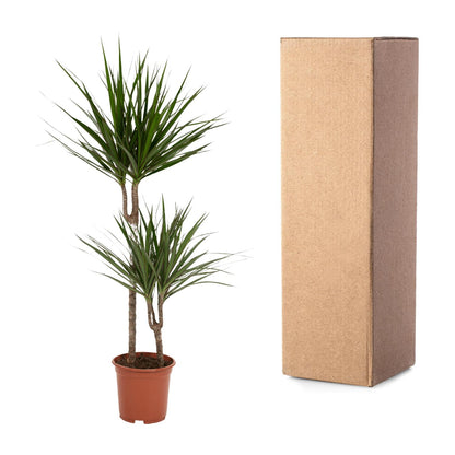 Kamerplant - Dracaena Marginata - Pot Ø 19cm Hoogte ↕ 100cm