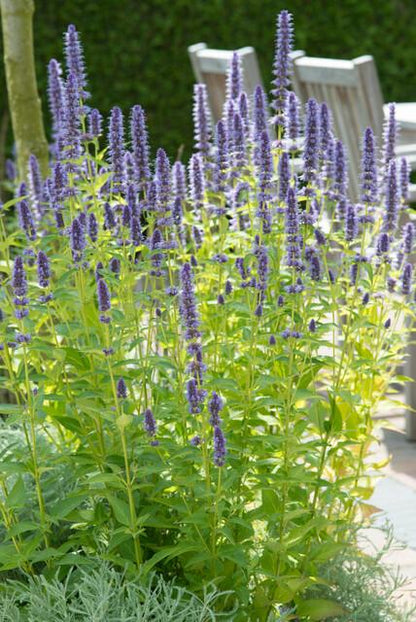 Buitenplant 48x Agastache 'Black Adder' - Bloeiend - Pot Ø 9cm Hoogte ↕ 10-25cm
