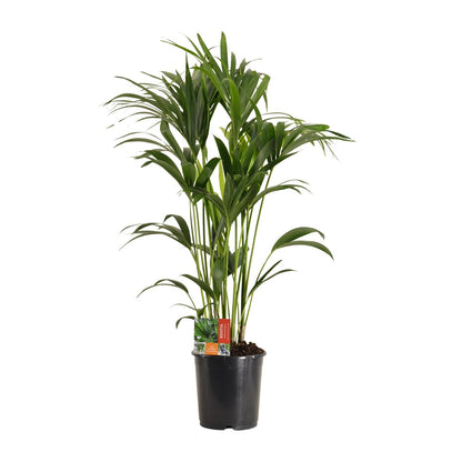 XL plant Howea Forsteriana - Kentiapalm - Pot Ø 24cm Hoogte ↕ 120cm
