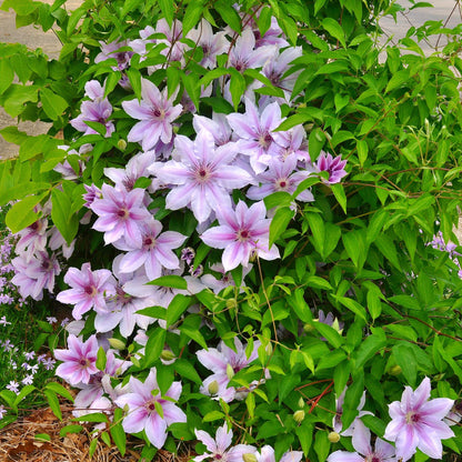 Buitenplant 2x Clematis Nelly Moser - Bloeiend - Pot Ø 11cm Hoogte ↕ 40cm
