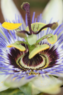 Buitenplant - Passiflora caerulea - Bloeiend - Pot Ø 15cm Hoogte ↕ 65cm