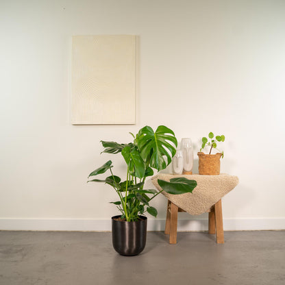 Kamerplant - Monstera Deliciosa - Pot Ø 21cm Hoogte ↕ 80cm