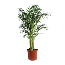 XL kamerplant - Dypsis Lutescens (Areca) - Luchtzuiverend - Pot Ø 24cm Hoogte ↕ 120cm