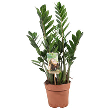 Kamerplant - Zamioculcas Zamiifolia - Pot Ø 17cm Hoogte ↕ 70cm