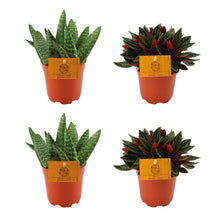 Kamerplant 4x Mix - 2x Aloe Paradisicum + 2x Peperomia Rosso - Pot Ø 10.5cm Hoogte ↕ 10cm