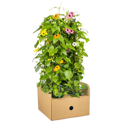 Buitenplant 4x Thunbergia Alata Sunny Susy Mix - Bloeiend - Pot Ø 13cm Hoogte ↕ 60cm