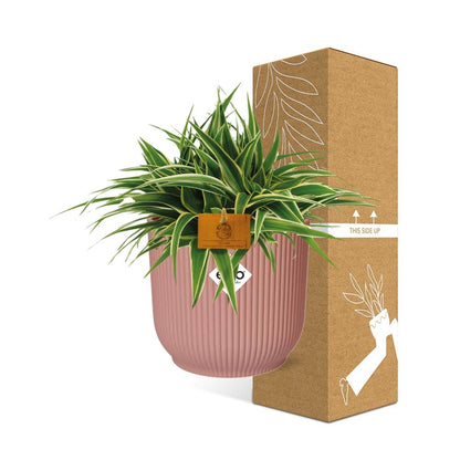 Kamerplant - Chlorophytum Ocean - Pot Ø 16cm Hoogte ↕ 15cm