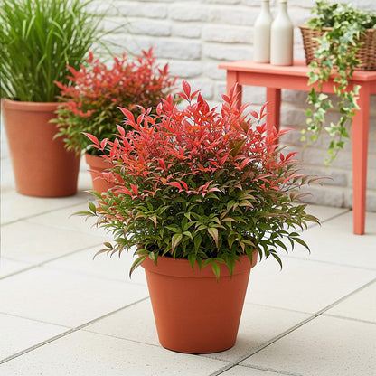 Buitenplant - Nandina Obsessed - Groenblijvend - Pot Ø 17cm Hoogte ↕ 45cm