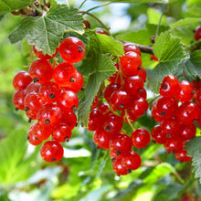Buitenplant 2x Ribes rubrum 'Jonkheer van Tets' - Fruitplant - Pot Ø 11cm Hoogte ↕ 40cm