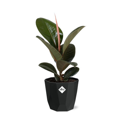 Kamerplant - Ficus Elastica 'Robusta' - Pot Ø 14cm