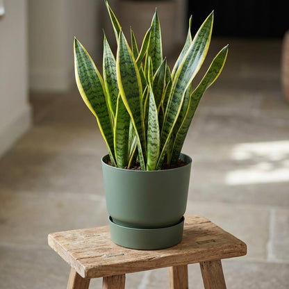 Sierpot - Greenville Round Leaf Green - D20cm