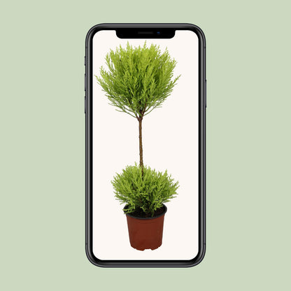 Kamerplant - Cupressus Goldcrest Wilma - Pot Ø 14cm Hoogte ↕ 60cm