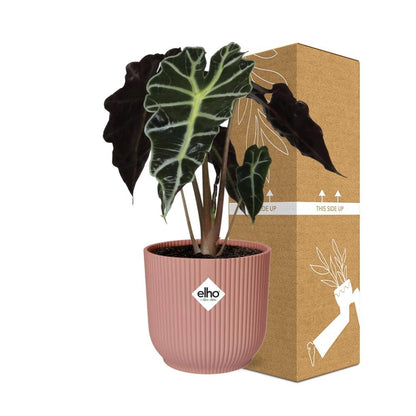 Kamerplant - Alocasia 'Polly' - Pot Ø 14cm