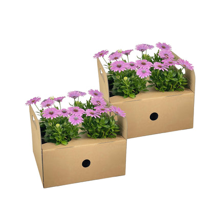 Buitenplant 8x Osteospermum Ecklonis Pink - Bloeiend - Pot Ø 12cm Hoogte ↕ 20cm