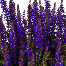 Buitenplant - Salvia nemorosa Rianne - Bloeiend - Pot Ø 19cm Hoogte ↕ 50-60cm