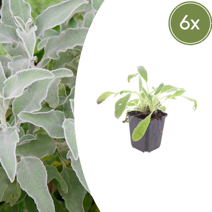 6x Stachys byzantina - ↕10-25cm - Ø9cm