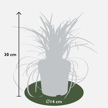 Buitenplant - Ophiopogon planiscapus Nigrescens - Pot Ø 14cm Hoogte ↕ 30cm