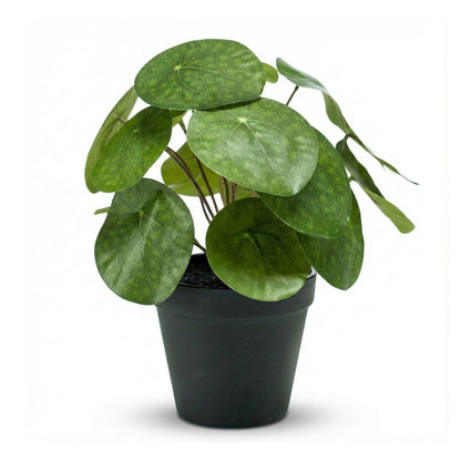 Kunstplant - Pilea Bush in Zwarte Pot Hoogte ↕ 25cm
