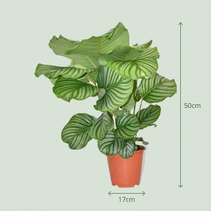 Kamerplant - Calathea Orbifolia - Pot Ø 19cm Hoogte ↕ 60cm