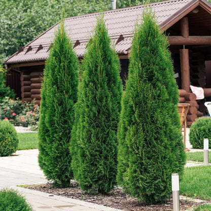 Buitenplant 6x Thuja occidentalis Smaragd - Groenblijvend - Pot Ø 17cm Hoogte ↕ 60cm