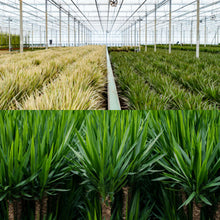 Kamerplanten - Dracaena ↕ 70cm + Yucca ↕ 90cm - Pot Ø 17cm