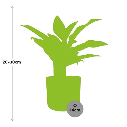 Kamerplant - Aglaonema Crete - Luchtzuiverend - Pot Ø 14cm