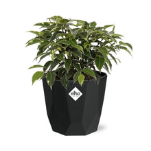 Kamerplant - Ficus Benjamina Kinky - Pot Ø 14cm