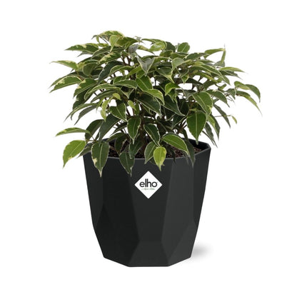 Kamerplant - Ficus Benjamina Kinky - Pot Ø 14cm