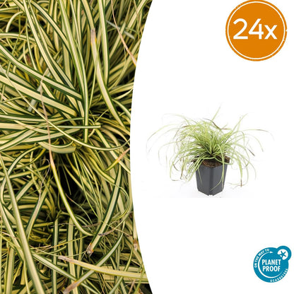 Buitenplant 24x Carex oshim. 'Evergold' - Pot Ø 9cm Hoogte ↕ 10-25cm