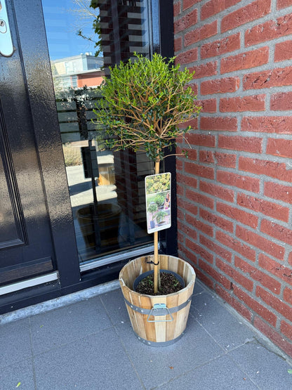Buitenplant - Ligustrum delavayanum op stam - Terrasboom - Winterhard - Pot Ø 19cm Hoogte ↕ 90cm