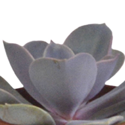 Kamerplant 5x Vetplanten mix - in witte pot - Pot Ø 5.5cm