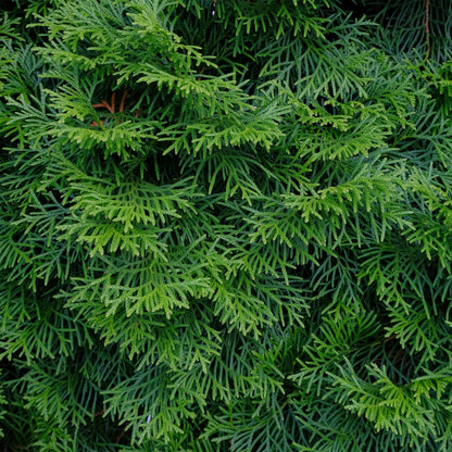Buitenplant 8x Thuja occidentalis 'Smaragd' - Groenblijvend - Pot Ø 9cm Hoogte ↕ 30-35cm