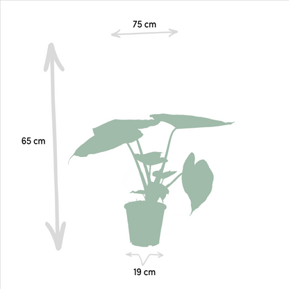 Kamerplant - Ficus Elastica Melany (↕85cm) + Alocasia Wentii (↕60cm) - Combi