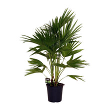 Kamerplant - Livistona Chinensis - Pot Ø 24cm Hoogte ↕ 100cm