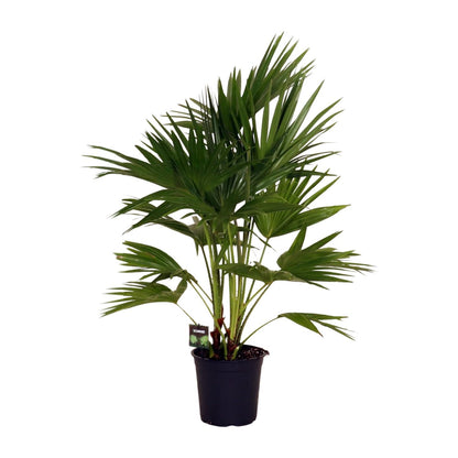 Kamerplant - Livistona Chinensis - Pot Ø 24cm Hoogte ↕ 100cm