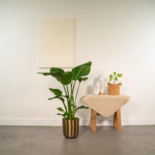 Kamerplant - Strelitzia Nicolai - Met sierpot goud - Pot Ø 19cm Hoogte ↕ 90cm