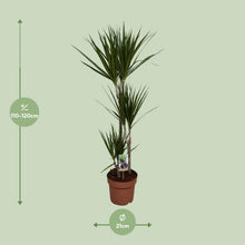 Kamerplant - Dracaena Marginata - Luchtzuiverend - Pot Ø 21cm Hoogte ↕ 120cm