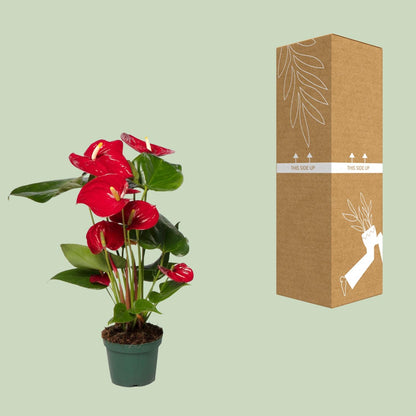 Kamerplant - Anthurium Red - Pot Ø 12cm Hoogte ↕ 40cm